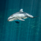 Illustration for article titled The Shedd Aquariums Tiny Baby Dolphin Is Ready To Become Famous